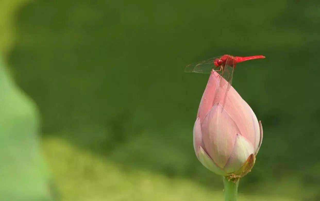 芒果TV：澳门一码一肖一特一中准选今晚-浐灞之畔，城市成长