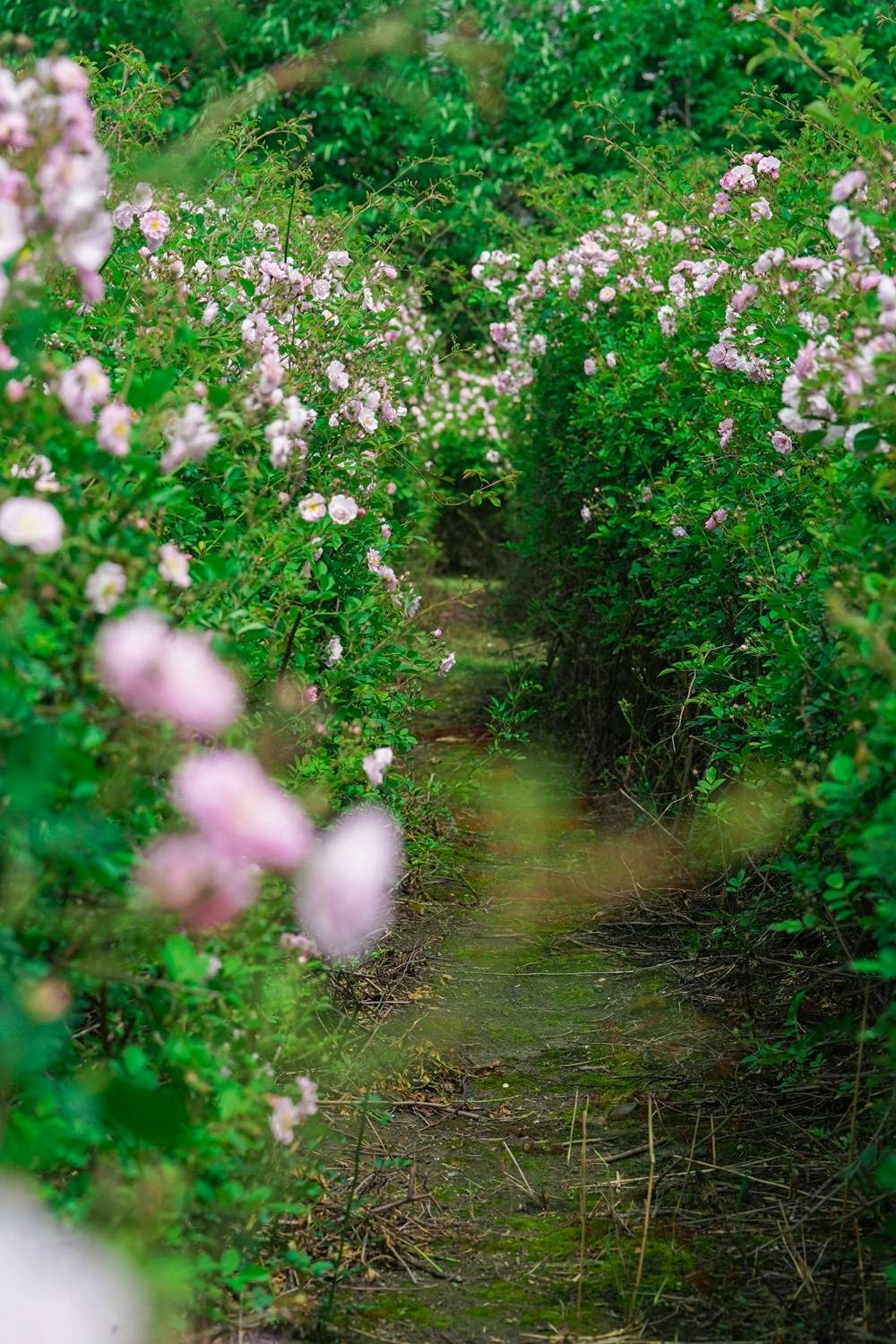 🌸今日【7777888888管家婆中特】-这个城市烟味好淡！深圳这样劝导烟民们“别抽了”→  第2张