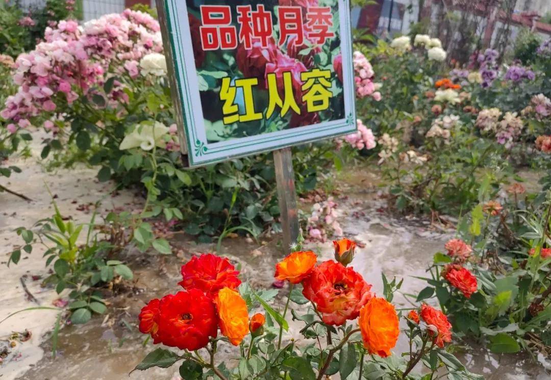 🌸趣头条【香港二四六开奖免费资料】-巴媒：在达苏等地增建“安全城市”，巴基斯坦全力保障中国人安全  第4张