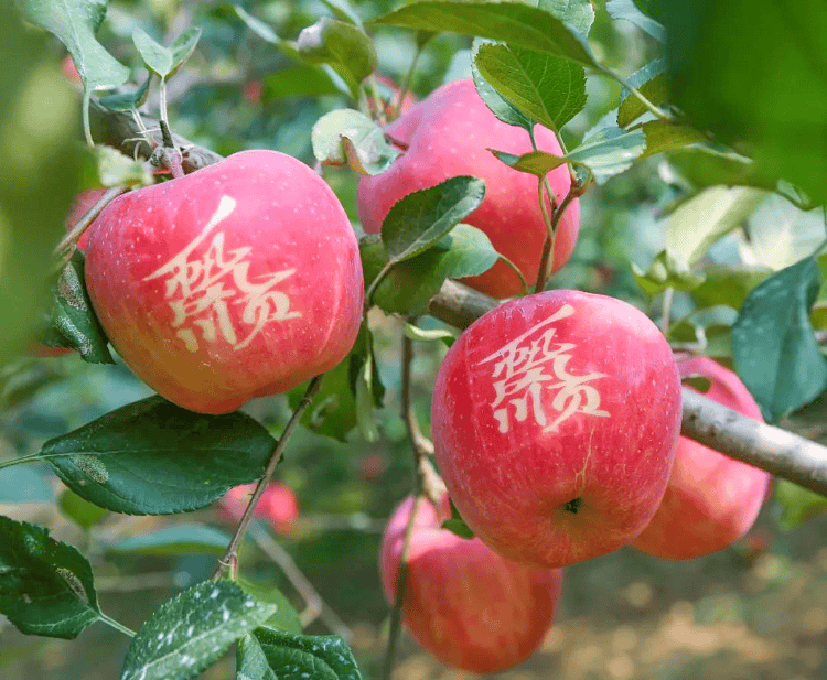 YY直播：澳门一码必中（最准一肖一码100%精准准确）-中国10个名字颠倒的城市，顺着念是一座城市，倒着念就是另一座  第3张