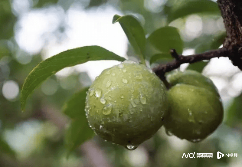 影音先锋：澳门一码一肖一特一中中什么号码-水清岸绿！小清河夏日风光旖旎如诗 | 新黄河AI音乐  第2张