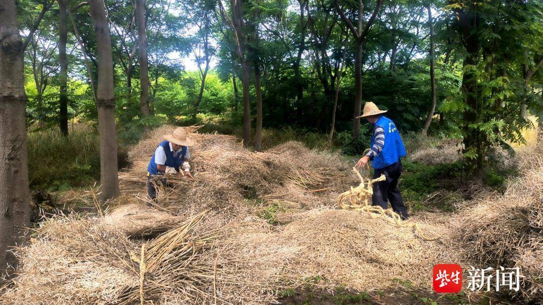 🌸优酷视频【2024澳门资料免费大全】-满城花开，是太仓这座城市的告白，一不小心就扑进蔷薇花海的怀抱  第2张