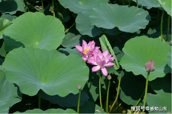 百度影音：澳门一码中精准一码资料-打卡交子之环 感受城市万千气象