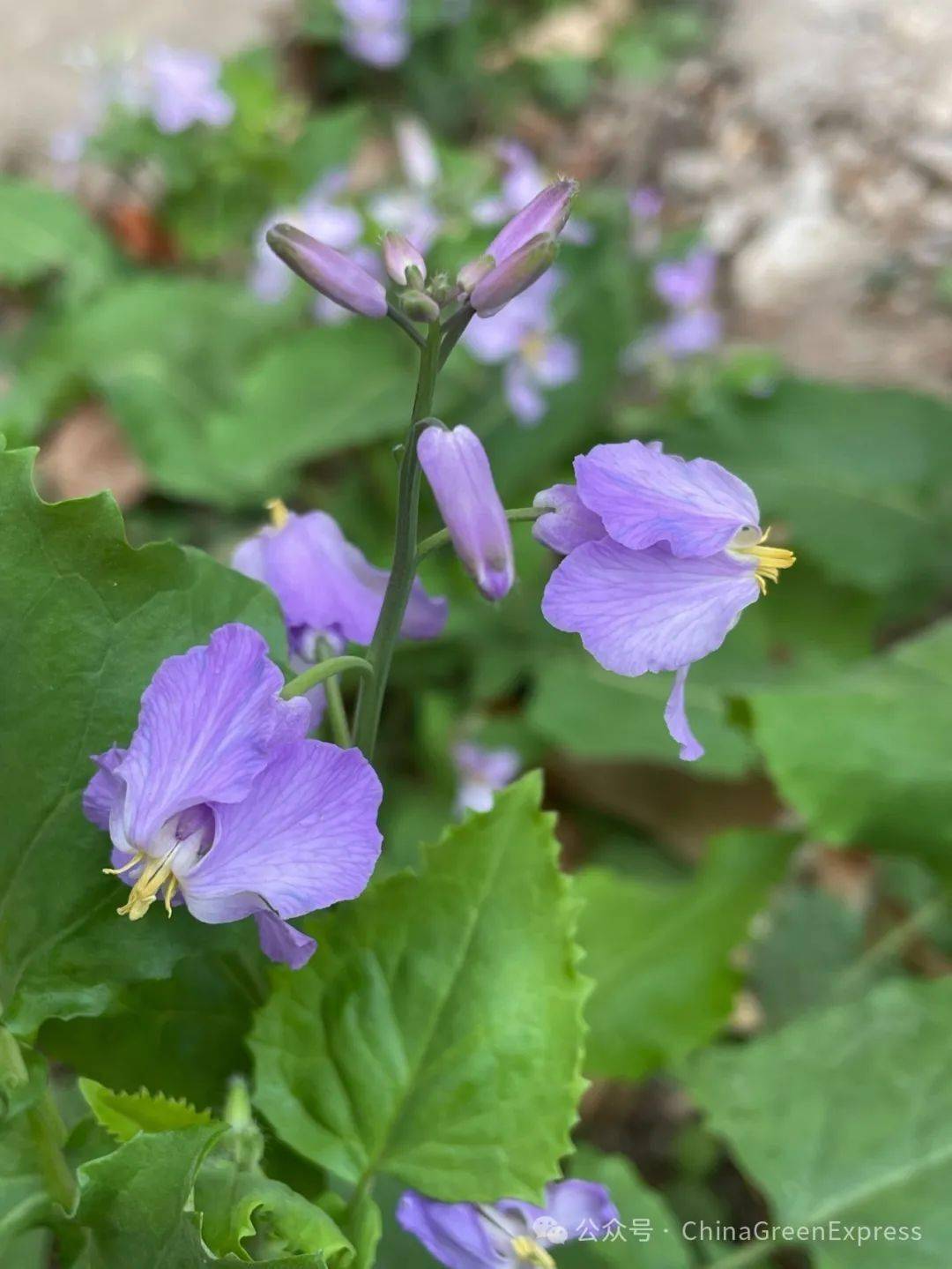 🌸凤凰【澳门六开奖结果2024开奖记录查询】-评·舞蹈剧场《看不见的城市》｜如果最后的城市是“地狱城”，我们该如何免遭痛苦  第4张