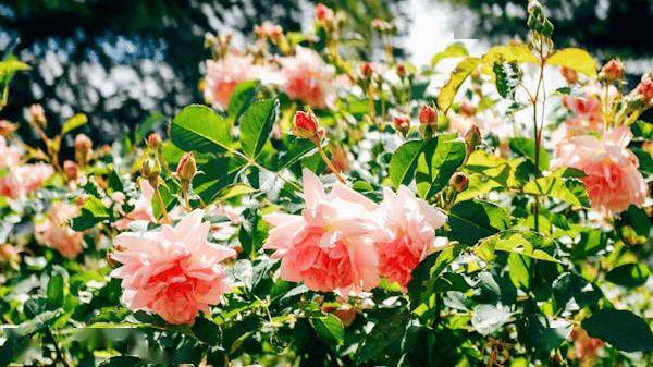 🌸华为【澳门六开彩天天开奖结果】-“长城脚下是故乡”音乐会燃爆岢岚乡村夜  第4张