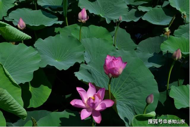 🌸小咖秀短视频【澳门一肖一码精准100王中王】-马龙环卫雨后净化城市“容颜”不停歇  第3张