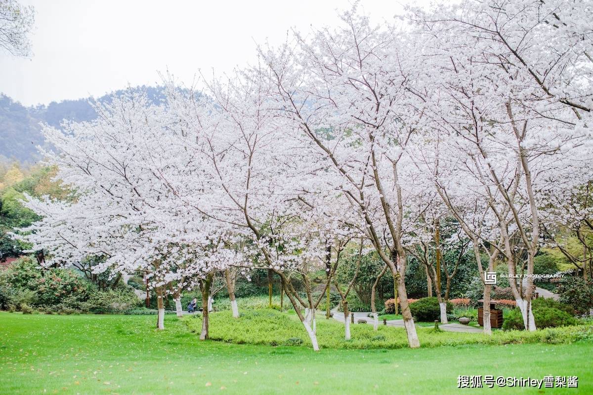 🌸好莱坞在线【澳门精准100%一肖一码免费】-山海绘就新篇 城市发展共赢 深圳湾禁渔10载鱼跃鸟欢  第2张