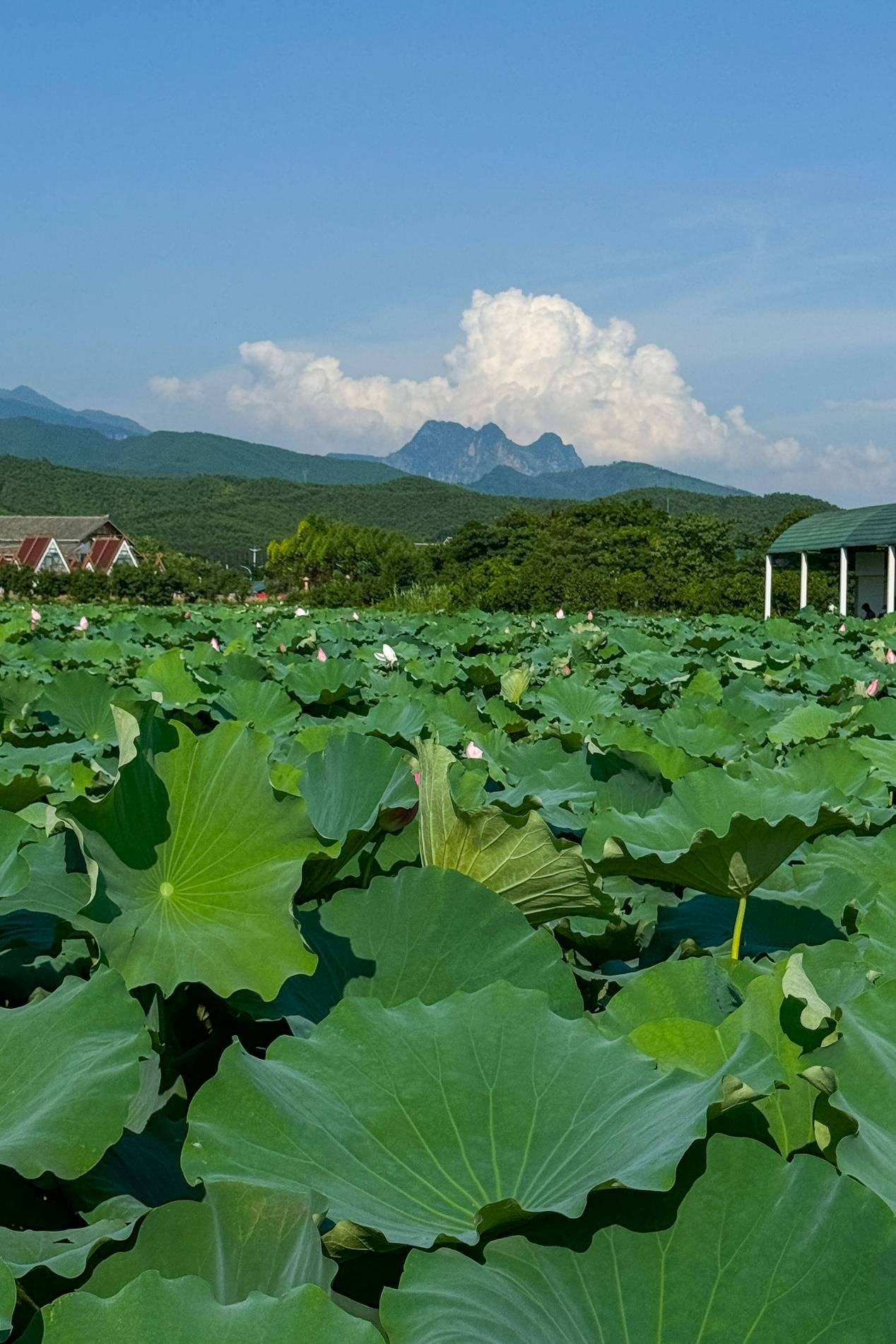 🌸芒果影视【新澳彩资料免费长期公开930期】-整治市容秩序，提升城市品质，即墨综合行政执法局龙泉中队开展整治行动  第3张