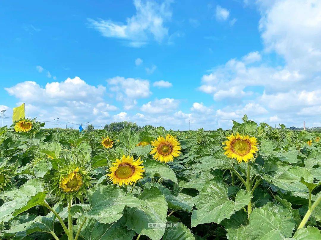 芒果影视：新澳门资料大全正版资料2023-联通服务珠港两大机场，珠海这一城市候机楼正式启用