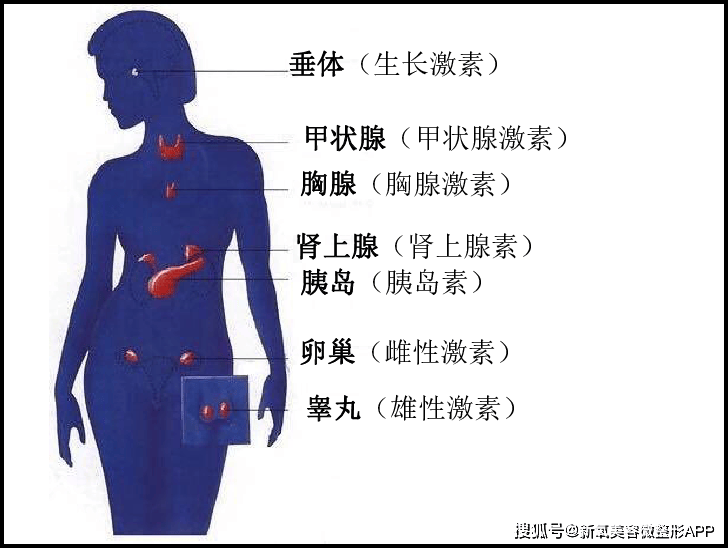 皮皮虾：澳门资料大全正版资料2024年免费网站-南宁万达茂亲子乐无边​，军事体能训练营9.9元起，锻炼娱乐两不误！  第3张