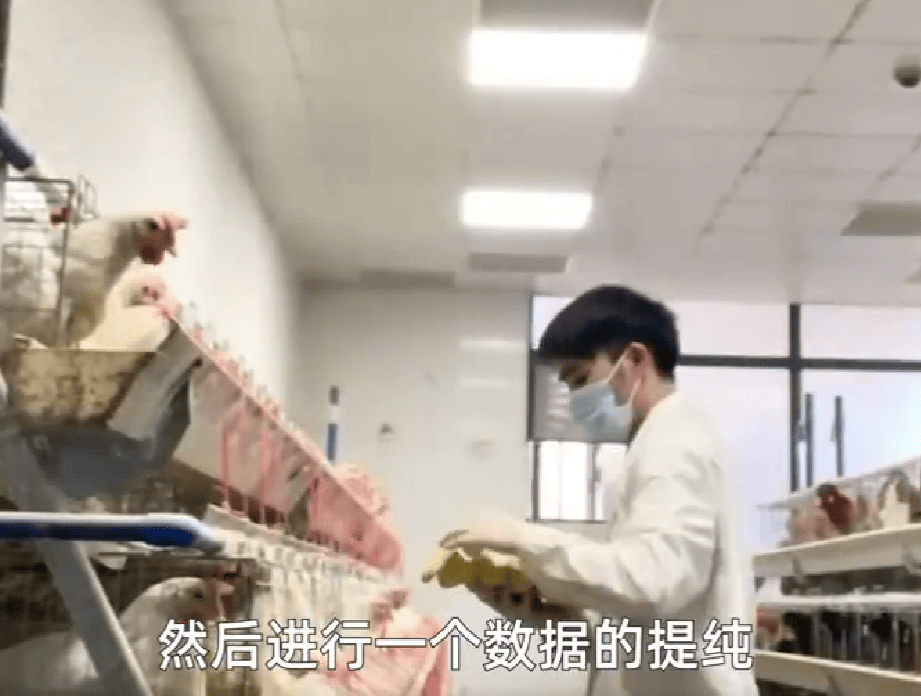 从猪圈守护者到熊猫园爱心使者：大学生养4年猪后当上实习熊猫饲养员