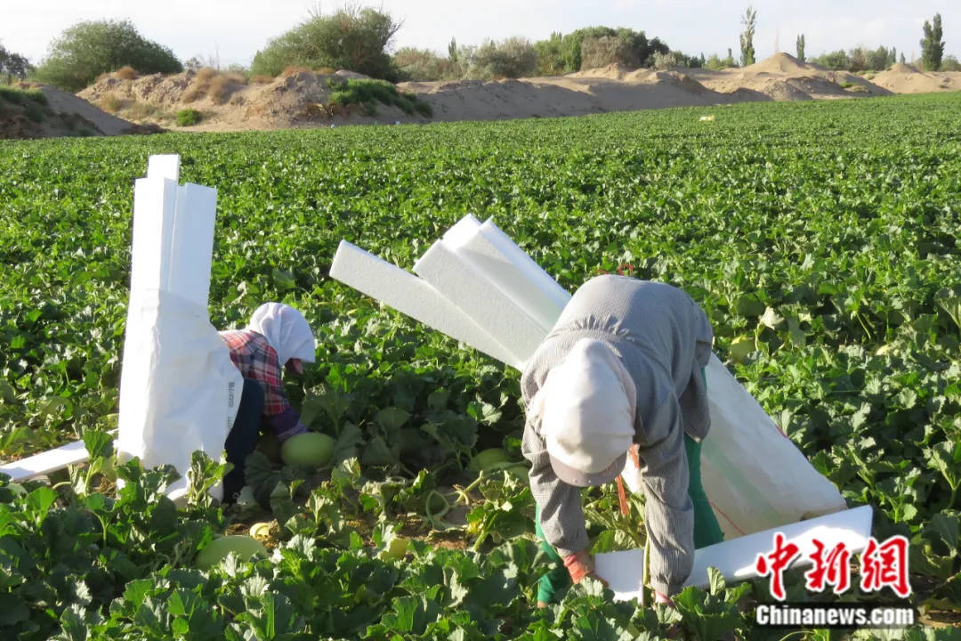 影音先锋：新澳门内部资料精准大全-感知山东| 淄博市公园城市服务中心现场督导莲池公园游园管理工作